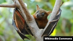 Fruit bat Ebola