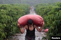FILE - A worker carries a sack of recently harvested robusta coffee fruits at a plantation in Nueva Guinea, Nicaragua, Dec. 29, 2017.