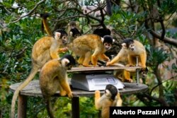 Squirrel monkeys stand on the scales, during the annual weigh-in, at London Zoo, in London, Thursday, Aug. 26, 2021. (AP Photo/Alberto Pezzali)