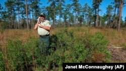 Silviciulturist Keith Coursey stands in a thicket of gallberries -- one of the shrubs that would block the sun from grasses and wildflowers in longleaf pine forests without regular fires -- in front of a stand of 80- to 85-foot-tall longleaf pines in the