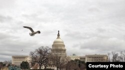 Capitol Hill building in Washington, D.C. (Photo: Diaa Bekheet/VOA)