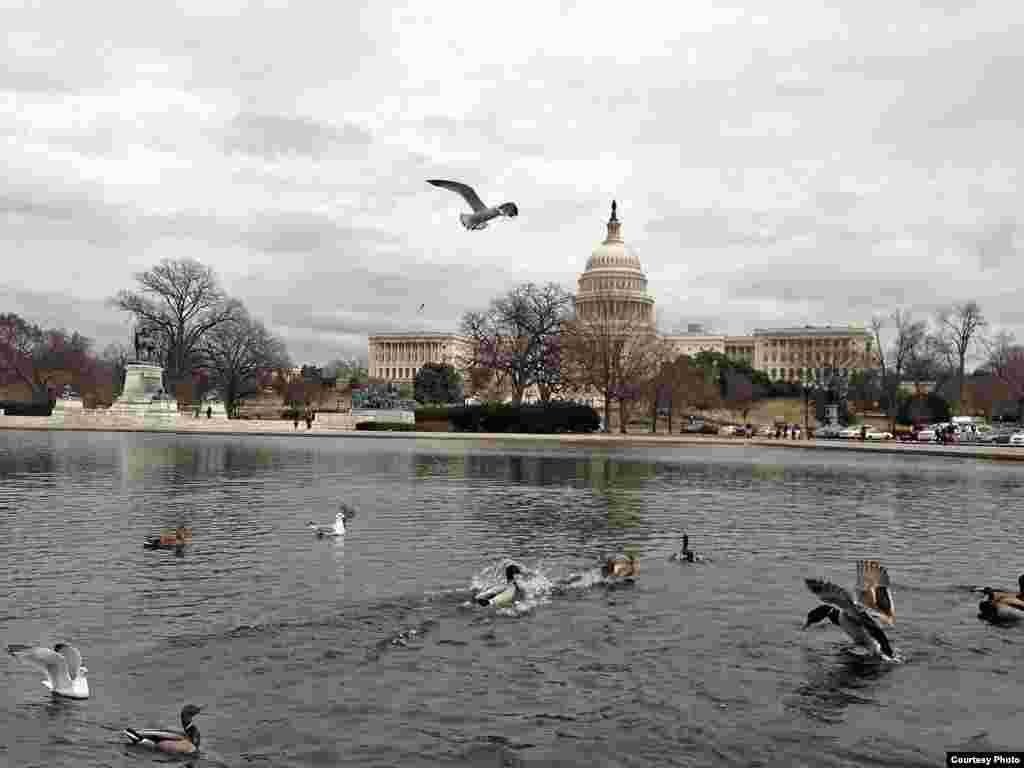 Seagulls mix with green-headed mallard and mottled brown wild ducks in the pond facing the Capitol building in Washington, D.C. (Diaa Bekheet/VOA)
