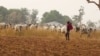 Nigeria: guerre sans répit pour la terre entre agriculteurs et nomades