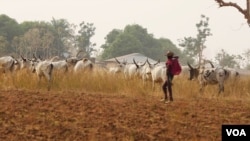 FILE - A Fulani herder leads his cattle in a Nigerian pasture. The Fulani are a predominantly Muslim ethnic group. Conflict between Fulani cattleherders and Christian farmers is increasing as more cattle herders move south, oftentimes entering farming land. (C. Oduah/VOA)