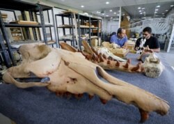 Abdullah Gohar works on renovating the 43 million-year-old fossil of a previously unknown amphibious four-legged whale species. REUTERS/Mohamed Abd El Ghany