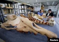 Abdullah Gohar está restaurando un fósil de 43 millones de años de una ballena anfibia de cuatro patas previamente desconocida.  Fotografía: Mohamed Abdel Ghani / Reuters