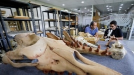 Abdullah Gohar works on renovating the 43 million-year-old fossil of a previously unknown amphibious four-legged whale species. REUTERS/Mohamed Abd El Ghany