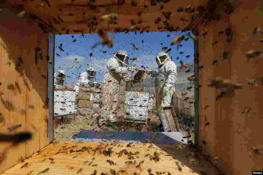 Palestinian beekeepers collect honey at a farm in Rafah in the southern Gaza Strip.