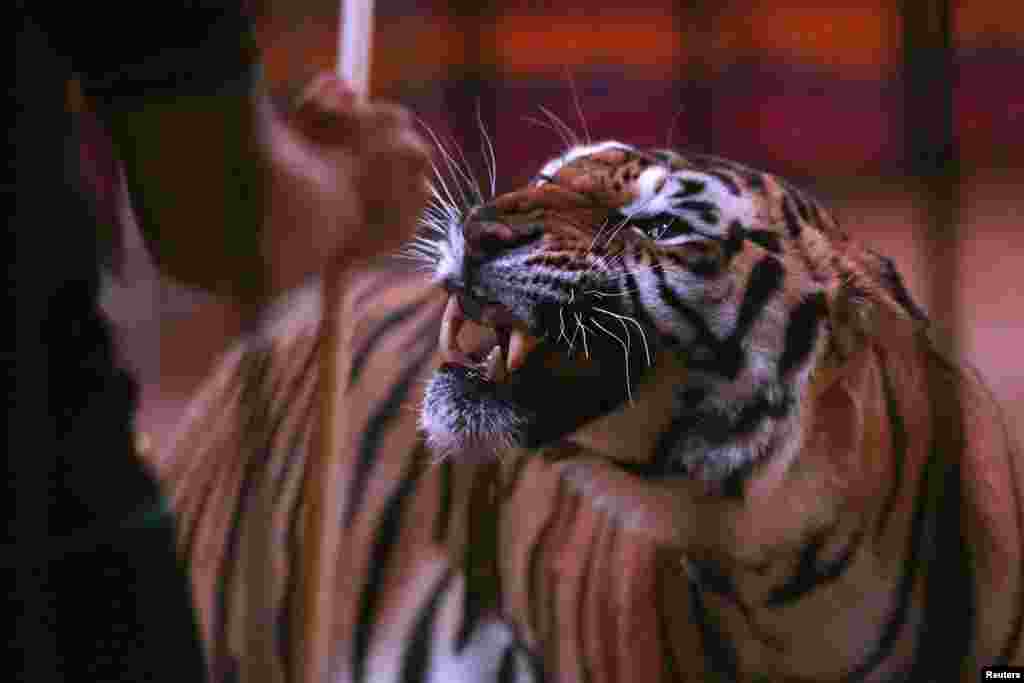 A tiger looks at a trainer during an open training for media at Fuentes Boys Circus in Mexico City, Mexico, June 19, 2014.