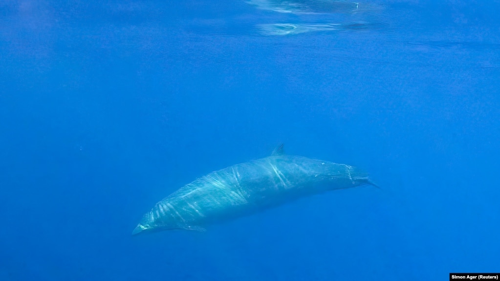 A possibly new kind of beaked whales swims underwater in this undated photo provided by the Sea Shepherd Conservation Society. (Simon Ager/Sea Shepherd/CONANP/Handout via REUTERS)