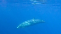 A possibly new species of beaked whales swims underwater in this undated photo provided by the Sea Shepherd.