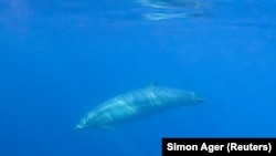 A possibly new kind of beaked whales swims underwater in this undated photo provided by the Sea Shepherd Conservation Society. (Simon Ager/Sea Shepherd/CONANP/Handout via REUTERS)