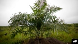 棕榈油由油棕树上的棕榈果压榨而成(资料照片)