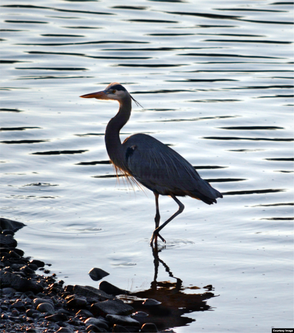 A Great Blue Heron spotted in the shallow fresh water of Lake Ridge, Virginia, USA. The 4-foot-tall lightweight bird (about 5 lbs) has a wingspan of about 6 feet, (Diaa Bekheet/VOA).
