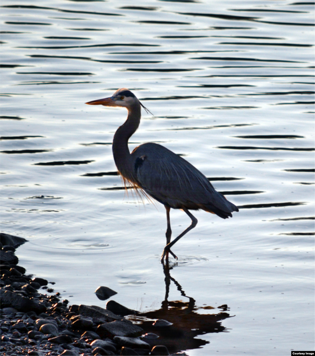 A Great Blue Heron is spotted in Lake Ridge, Virginia, USA.&nbsp; (Diaa Bekheet/VOA).