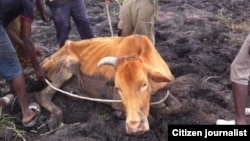 FILE: Some villagers attempting to save a cow stuck in mud at the height of a devastating drought in Matabeleland South, Zimbabwe.