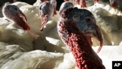 A flock of 30-pound tom turkeys mill around in the barn at Raymond's Turkey Farm in Methuen, Massachussetts