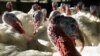 2 Negara Bagian Lagi di AS Temukan Kasus Flu Burung Mematikan 