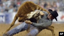Dalam acara rodeo "Houston Livestock Show and Rodeo" yang berlangsung tiga minggu, tim ahli medis maupun dokter hewan senantiasa siap siaga menangani kecelakaan yang mungkin dialami para penunggang maupun hewan-hewannya (foto: Dok).