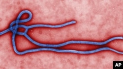 Yon foto CDC ki montre viris ki bay maladi ebola a. Otorite lasante ameriken yo ap swiv epidemi Ebola ann Afri; men yo fè konnen risk pou viris mòtèl sa a ta gaye Ozetazini, se yon risk ki limite anpil. (Foto: AP/CDC).