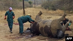 Badak yang tewas dibunuh oleh pemburu di Taman Nasional Kruger di provinsi Mpumalanga, Afrika Selatan. (Foto: Dok)
