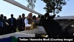 Le Premier ministre indien Narendra Modi a ravivé cette tradition ancestrale en faisant don au Rwanda de vaches, à Kigali, Rwanda, 24 juillet 2018. (Twitter/Narendra Modi)