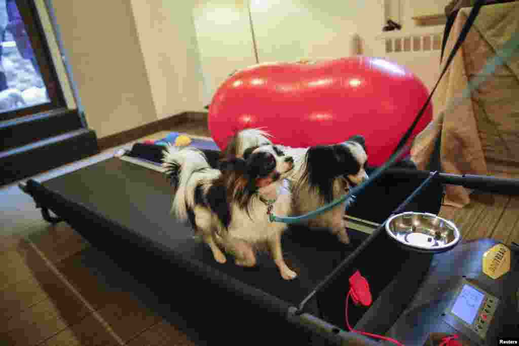 Reseda (esquerda) e Dash, ambos cães papillon, fazem exercício numa passadeira para cães no Hotel Affinia em Nova Iorque, Fev. 9, 2014. 