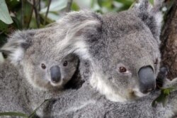 Dua koala di kebun binatang Sydney, Australia. (Foto: dok).