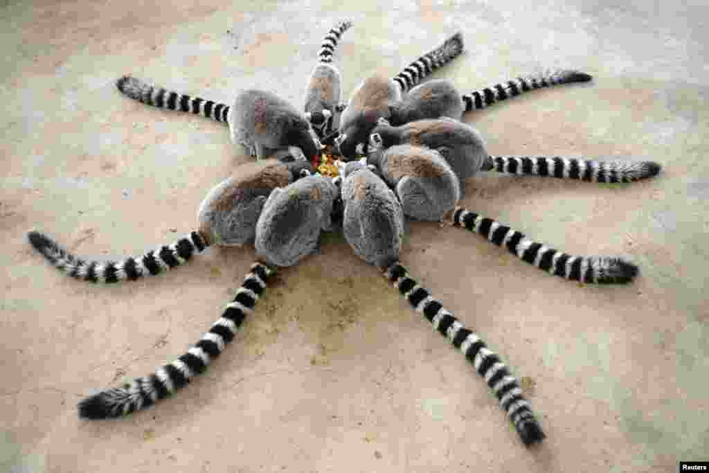 Lemurs eat at Qingdao Forest Wildlife World in Qingdao, Shandong province, China.