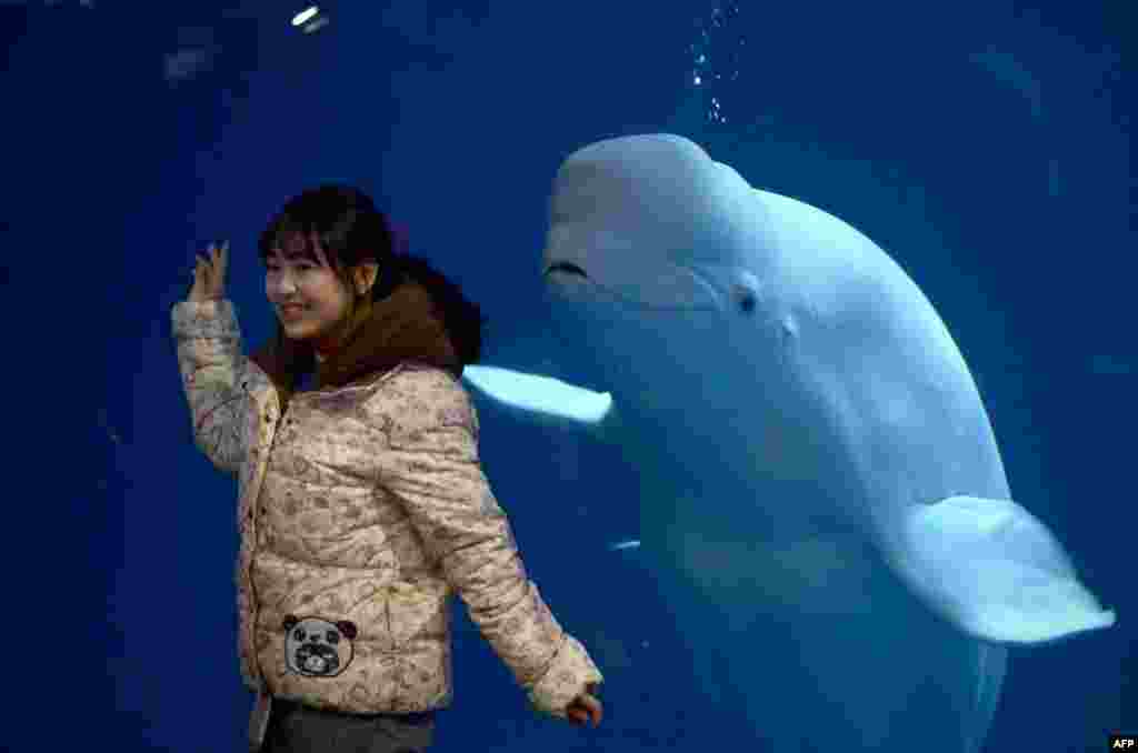 중국 베이징 동물원을 방문한 한 여성이 흰돌고래 앞에서 사진을 찍기 위한 포즈를 취했다.