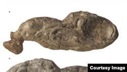 The exceptionally well-preserved fossil of Ozarcus mapesae from two different lateral views. The scale bar is 10 millimeters. (©AMNH/F. Ippolito)