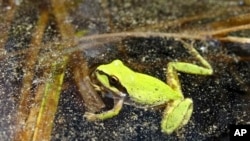 Some Pacific chorus frogs in the mountains of California have tested positive for farming pesticides