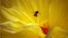 زنبورهای هاوایی در معرض خطر انقراض هستند