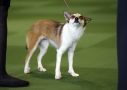 Sisi, a Norwegian Lundehund, won best in breed uncontested at the Westminster Kennel Club show in New York, Monday, Feb. 16, 2015. (AP Photo/Seth Wenig)