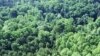 Governments See Dollars in Re-Grown Forests