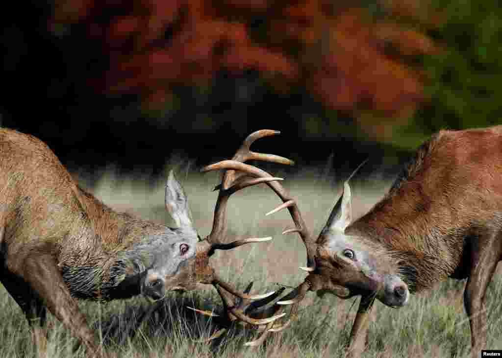 Male deer clash antlers during the annual rutting or breeding season, Richmond Park, London.