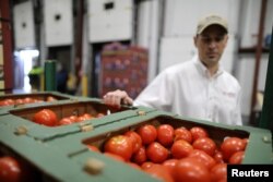 FILE - Matt Mandel, VP Operations, views tomatoes at SunFed produce packing and shipping warehouse in Nogales, Arizona, Jan. 30, 2017. For up to 16 hours a day, tomatoes, peppers, cucumbers and mangoes grown in Mexico flow north through a border checkpoint into Nogales, Arizona, helping to ensure a year-round supply of fresh produce across the United States.