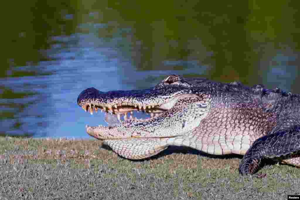 An alligator on the 18th fairway finds a piece of ice to eat during the first round of the Zurich Classic golf tournament at TPC Louisiana, April 25, 2019. (Stephen Lew-USA TODAY)