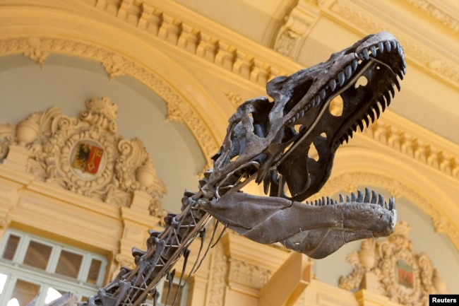 FILE - A skeleton of a theropod is displayed before its auction by Aguttes auction house in Lyon, France, march 15, 2018. (REUTERS/Emmanuel Foudrot)