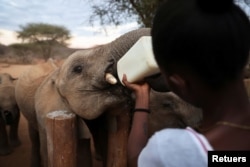 A keeper feeds an orphaned elephant with a bottle of milk, at the Reteti elephant sanctuary in Samburu county, Kenya, October 15, 2021. (REUTERS/Baz Ratner)