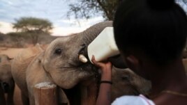 A keeper feeds an orphaned elephant with a bottle of milk, at the Reteti elephant sanctuary in Samburu county, Kenya, October 15, 2021. (REUTERS/Baz Ratner)