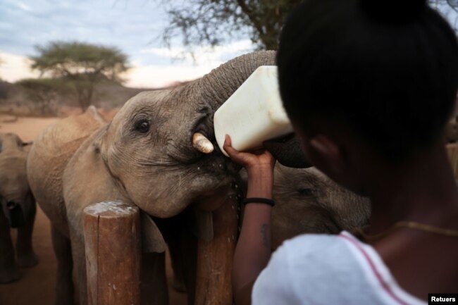 A keeper feeds an orphaned elephant with a bottle of milk, at the Reteti elephant sanctuary in Samburu county, Kenya, October 15, 2021. (REUTERS/Baz Ratner)