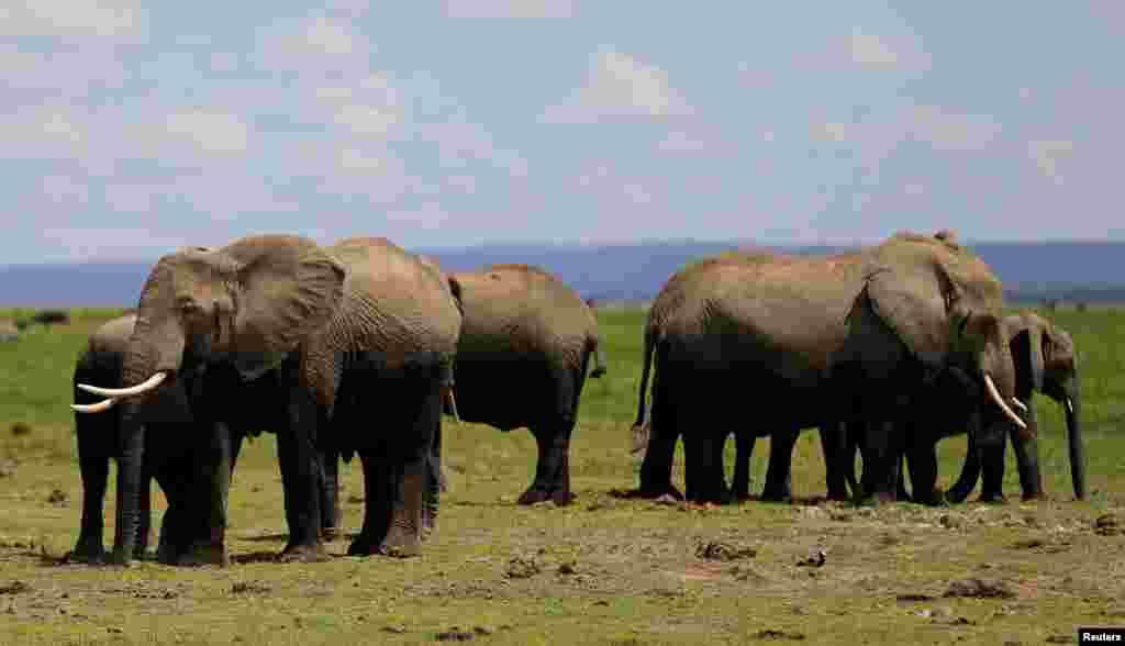50 elefantes vão sair do Rancho Sango do Save Valley no Zimbabué para o Parque Nacional de Zinave, em Mabote, província de Inhambane