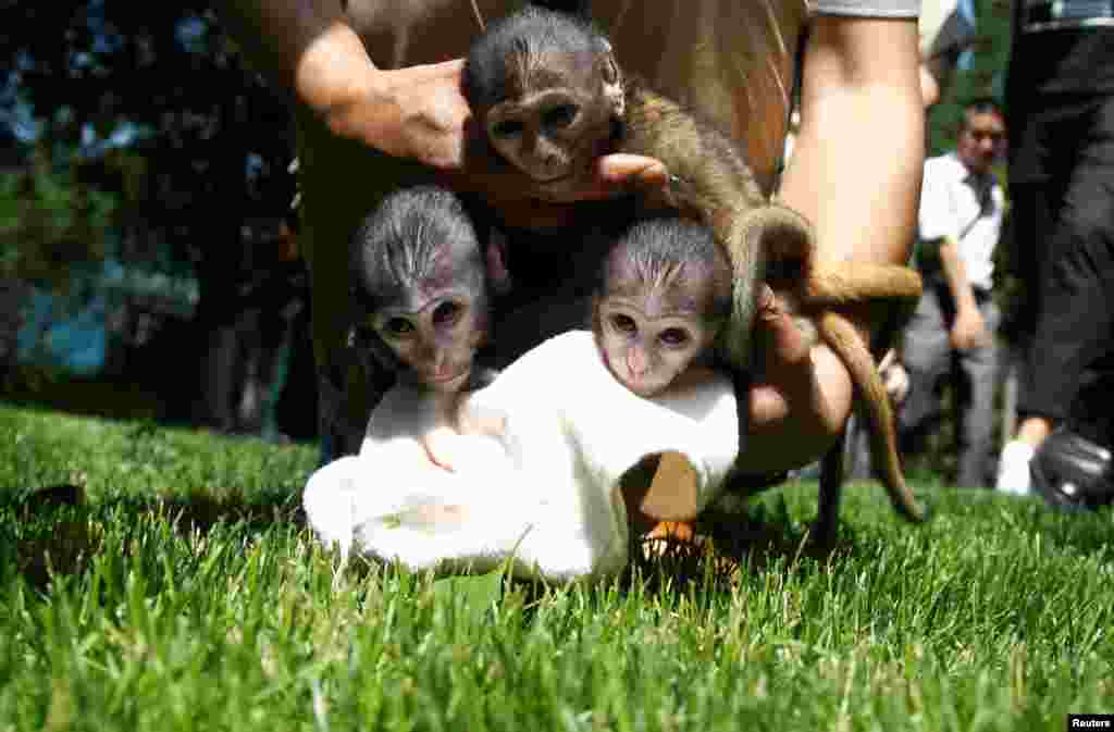 Tiga ekor bayi monyet Patas yang baru lahir di kebun binatang Zhengzhou, Henan, China.