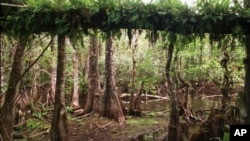 Jutaan wisatawan mengunjungi Taman Nasional Everglades ini kalau mereka berlibur ke Florida (foto: dok).