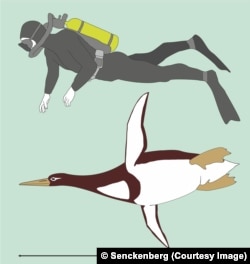 Artistic reconstruction of Kumimanu biceae in size comparison to a human diver. © Senckenberg