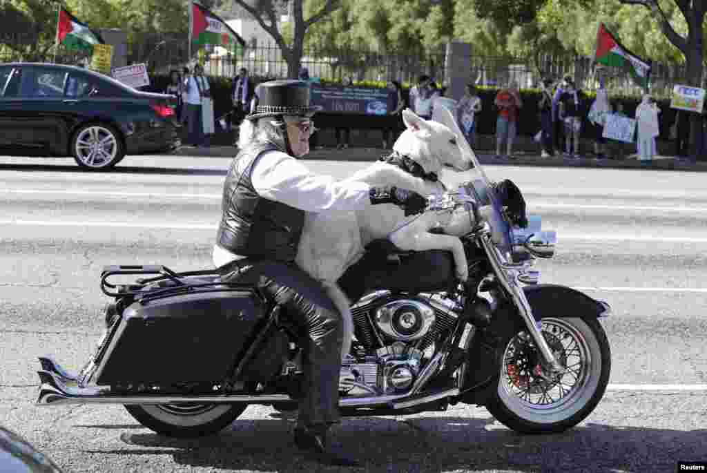 Seorang pria membawa anjingnya mengendarai Harley Davidson di Los Angeles, California, AS.