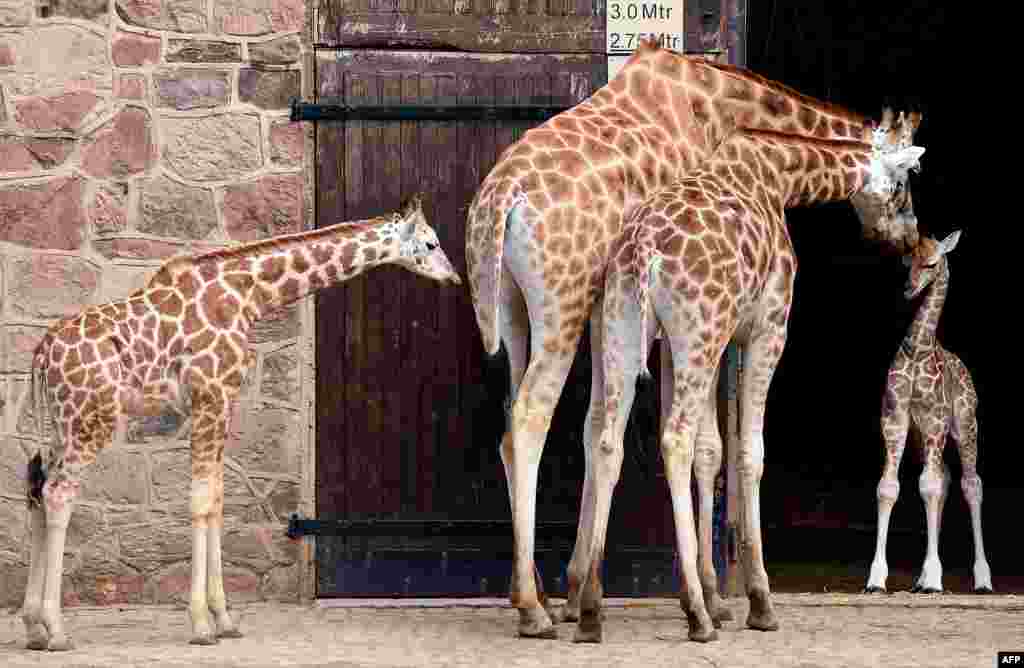 Sanyu, (R) a five-day-old Rothschild&#39;s giraffe is pictured with mother &#39;Dagmar&#39; (2nd R), father &#39;Meru&#39; (2nd L) and half sister &#39;Zahra&#39; (far L) during a press event at Chester Zoo in northwest England. Sanyu is the second Rothschild&#39;s giraffe to be born at the zoo in the last 6 months.