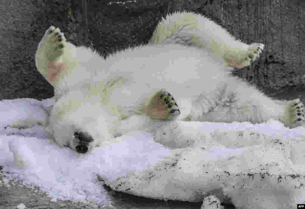 A polar bear enjoys a patch of artificial snow at Moscow zoo.