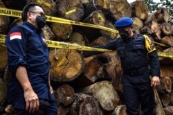 Polisi menunjukkan kayu gelondongan dan kayu gergajian pada konferensi pers di Pekanbaru, Riau pada 26 November 2020 setelah memberantas operasi pembalakan liar di kawasan konservasi di Kampar. (Foto: Wahyudi/AFP)